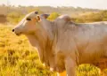 Pecuaristas devem redobrar a atenção na notificação de suspeitas e casos de doenças em animais