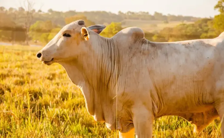 Pecuaristas devem redobrar a atenção na notificação de suspeitas e casos de doenças em animais
