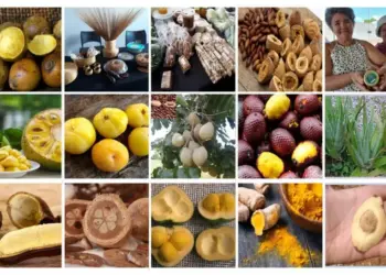 Estado e MDA realizam seminário sobre Bioeconomia e Desenvolvimento Sustentável