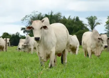 Tocantins bate recorde no abate de bovinos em 2024 e impulsiona economia