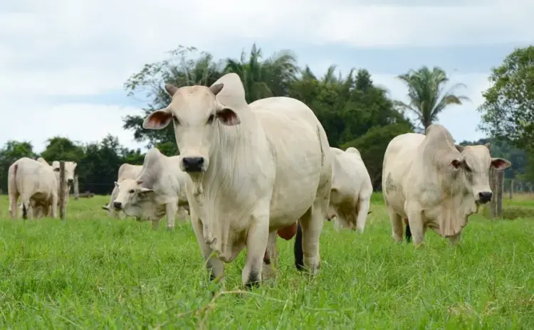 Tocantins bate recorde no abate de bovinos em 2024 e impulsiona economia
