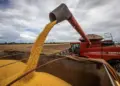 Alta na produtividade da soja eleva estimativas para a safra 2024/25