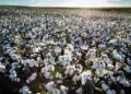 Chuvas impulsionam cultivo de algodão no Tocantins