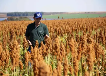 Sorgo tem potencial para ser muito mais que um “plano B” na estratégia dos produtores
