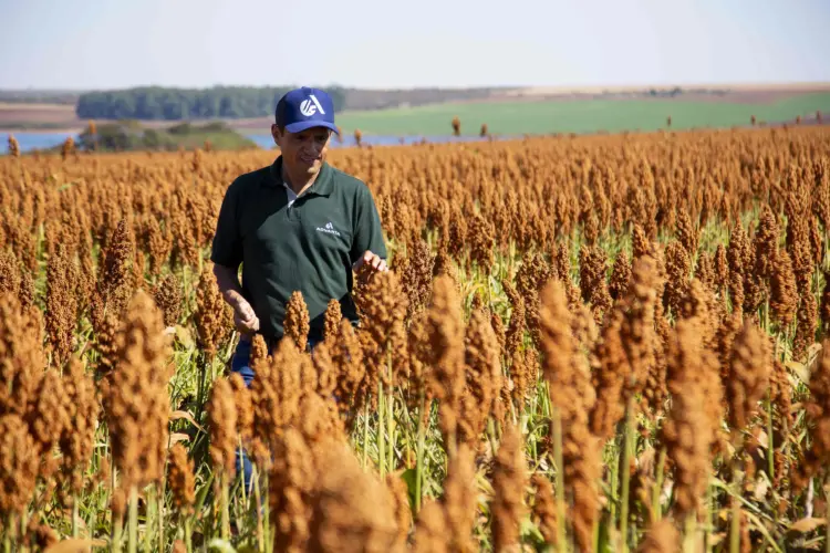 Sorgo tem potencial para ser muito mais que um “plano B” na estratégia dos produtores
