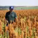 Sorgo tem potencial para ser muito mais que um “plano B” na estratégia dos produtores