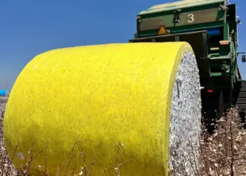 Cultivo de algodão enfrenta oscilações que podem comprometer a qualidade