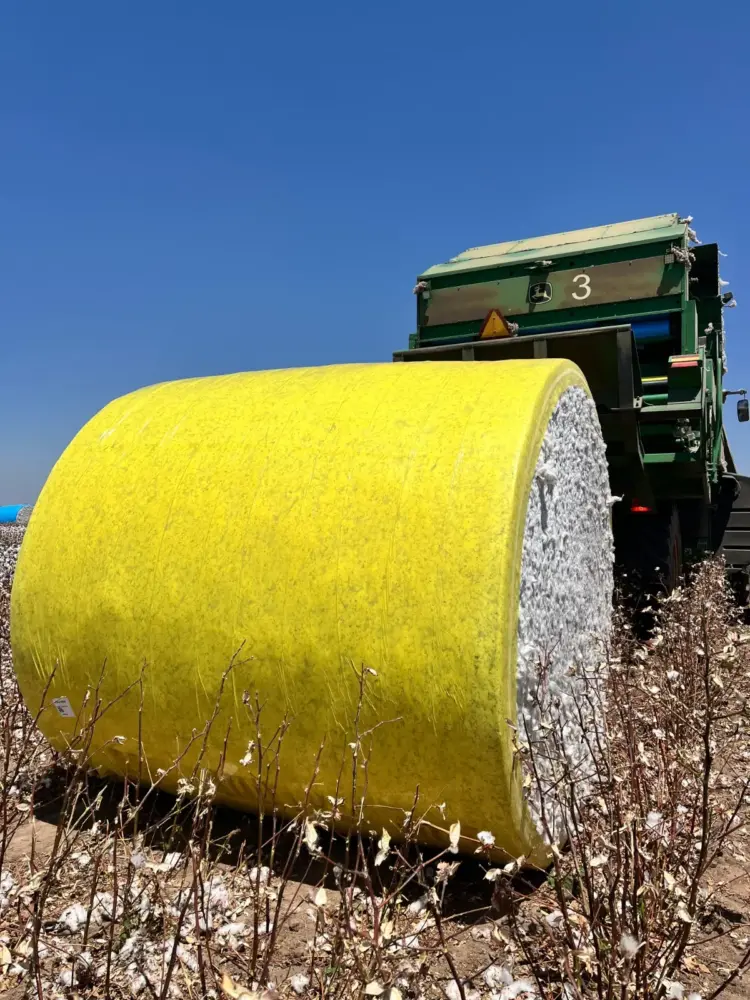 Cultivo de algodão enfrenta oscilações que podem comprometer a qualidade