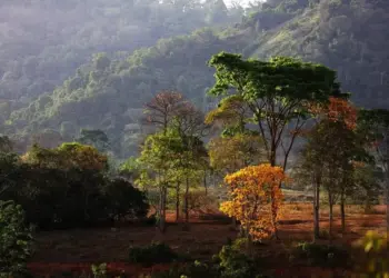 Pará leiloa concessão de floresta desmatada para crédito de carbono; veja como funciona