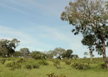 Estado reforça preservação ambiental com comitê técnico para recuperação de áreas degradadas