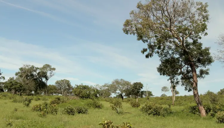 Estado reforça preservação ambiental com comitê técnico para recuperação de áreas degradadas