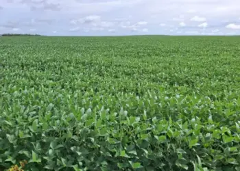 Porto Nacional lidera exportações no Tocantins com R$ 180 milhões enviados a 13 países no 1º bimestre