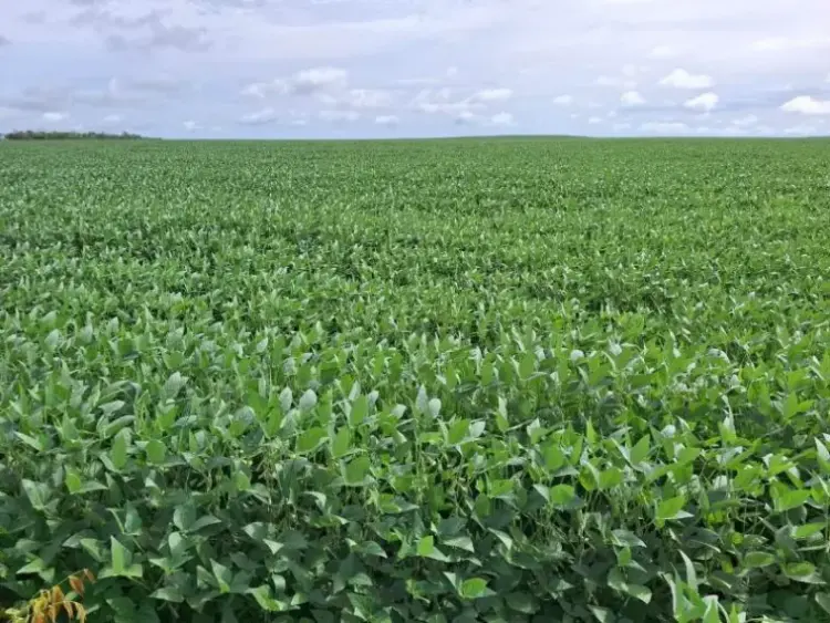 Porto Nacional lidera exportações no Tocantins com R$ 180 milhões enviados a 13 países no 1º bimestre