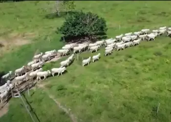 Alta no abate de fêmeas pode comprometer oferta; DATAGRO projeta queda de 2,9% em 2025