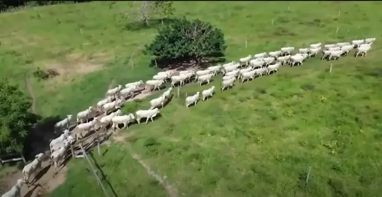 Alta no abate de fêmeas pode comprometer oferta; DATAGRO projeta queda de 2,9% em 2025