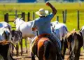 Projeto prioriza pecuaristas na compra de terras em contratos de pastoreio