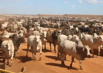 Tocantins bate recorde na produção de gado e tem quase nove vezes mais bovinos que habitantes