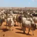 Tocantins bate recorde na produção de gado e tem quase nove vezes mais bovinos que habitantes
