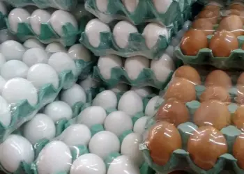 Exportação de ovos brasileiros cresce em fevereiro, com alta de 93% nas compras dos EUA