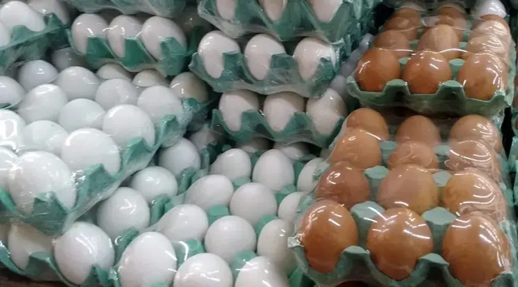 Exportação de ovos brasileiros cresce em fevereiro, com alta de 93% nas compras dos EUA