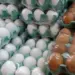 Exportação de ovos brasileiros cresce em fevereiro, com alta de 93% nas compras dos EUA