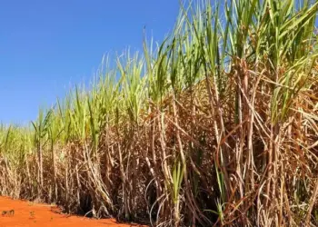 Safra 2024/25 termina com queda no preço do açúcar e alta na valorização do etanol