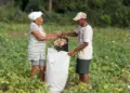 Com crescimento de 27%, microcrédito transforma a realidade de famílias rurais no Tocantins