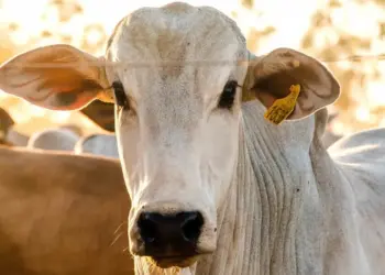 Tocantins avança nas diretrizes para implementação da rastreabilidade bovina