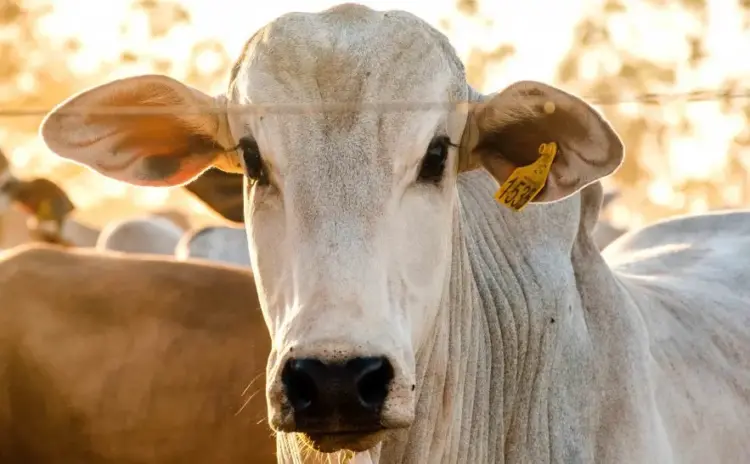 Tocantins avança nas diretrizes para implementação da rastreabilidade bovina