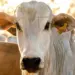Tocantins avança nas diretrizes para implementação da rastreabilidade bovina