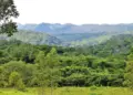 Redução de 36,5% no desmatamento do Cerrado marca o 1º trimestre, informa boletim