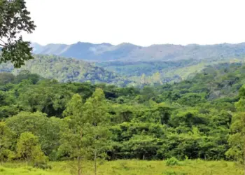 Redução de 36,5% no desmatamento do Cerrado marca o 1º trimestre, informa boletim