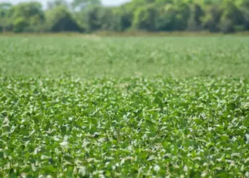 Temporada de plantio da soja semente começa em 20 de abril nas Planícies Tropicais do Tocantins