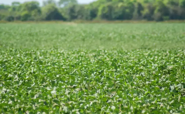 Temporada de plantio da soja semente começa em 20 de abril nas Planícies Tropicais do Tocantins