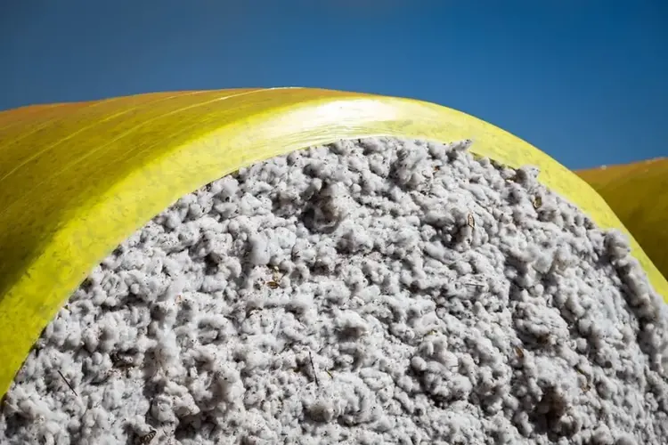 Cotação do algodão atinge o maior valor em um ano no mercado brasileiro