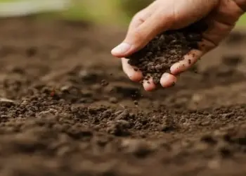 Dia Nacional da Conservação do Solo destaca a importância da agricultura sustentável