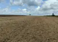Colheita finalizada: Frísia orienta produtores sobre os próximos passos no campo
