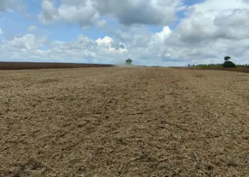 Colheita finalizada: Frísia orienta produtores sobre os próximos passos no campo