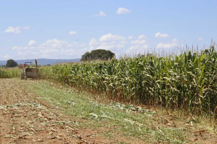 Com foco na sustentabilidade, agricultores adotam bioinsumos para proteger as plantações