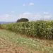 Com foco na sustentabilidade, agricultores adotam bioinsumos para proteger as plantações