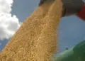 Safra de grãos no Tocantins pode bater recorde, superando 8,7 milhões de toneladas