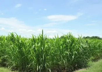 Com aval do Senado, prazo de proteção das cultivares será ampliado