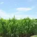 Com aval do Senado, prazo de proteção das cultivares será ampliado
