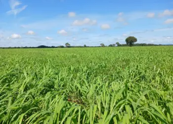 Com o apoio da Aprosoja, produtores do Tocantins adotam práticas produtivas sustentáveis