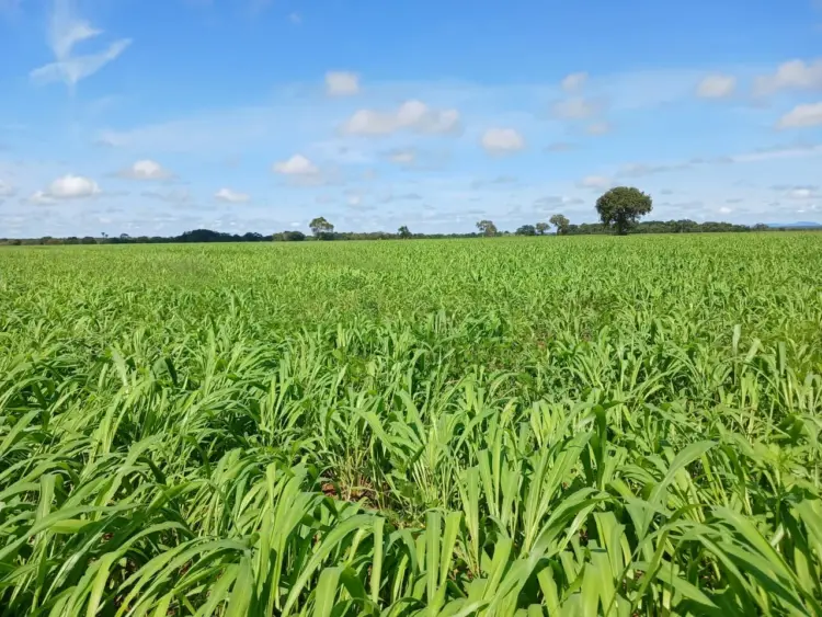 Com o apoio da Aprosoja, produtores do Tocantins adotam práticas produtivas sustentáveis