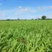 Com o apoio da Aprosoja, produtores do Tocantins adotam práticas produtivas sustentáveis