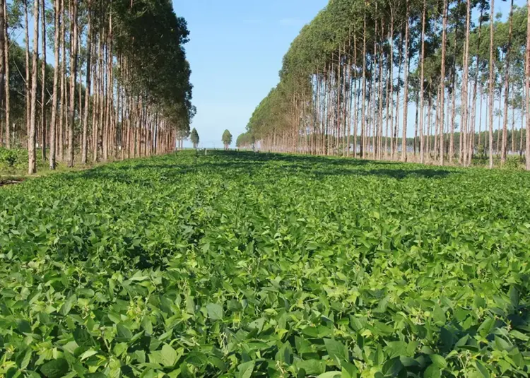 Dia da Terra reforça papel estratégico do agronegócio na preservação ambiental