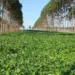 Dia da Terra reforça papel estratégico do agronegócio na preservação ambiental