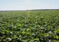 Funcionário é suspeito de desviar 65 toneladas de soja e lucrar R$ 100 mil com venda ilegal