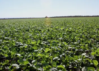 Funcionário é suspeito de desviar 65 toneladas de soja e lucrar R$ 100 mil com venda ilegal